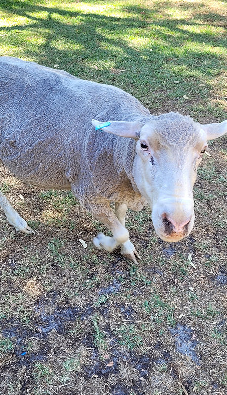 Donna Kebab on back lawn.jpg